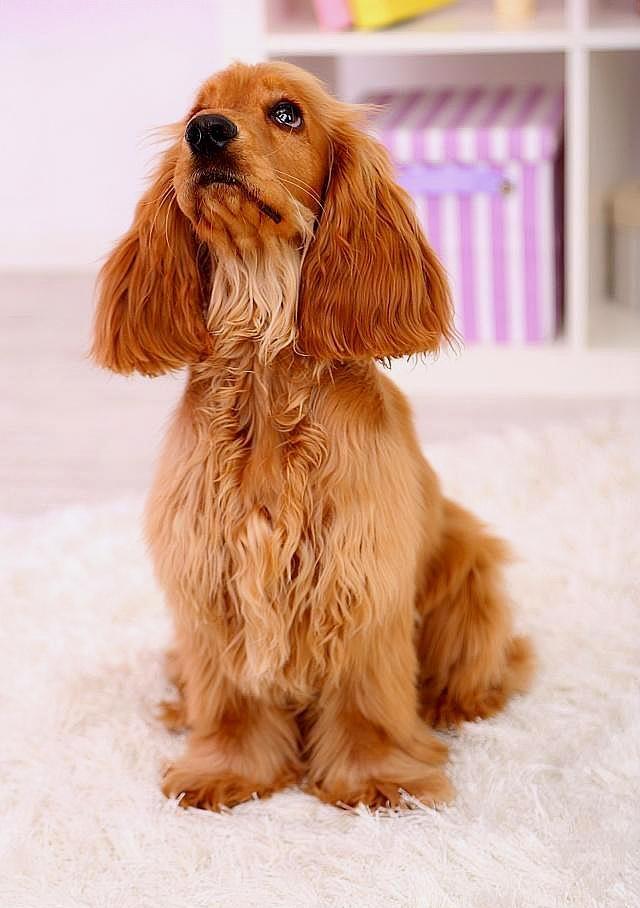 狗狗肉垫发热：揭开背后的真相