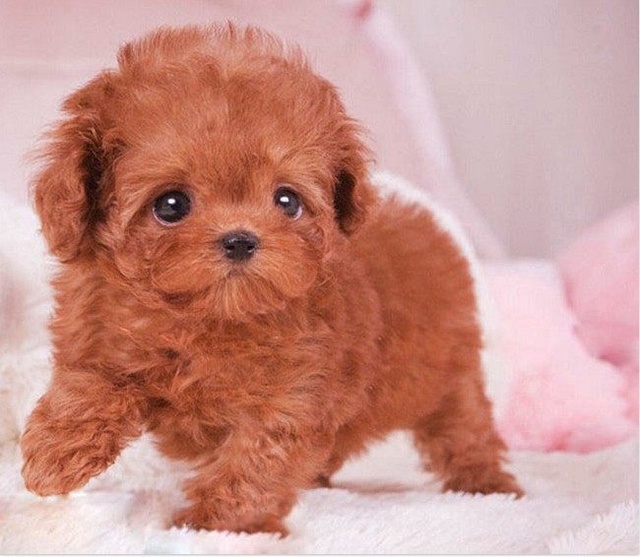 猫拉屎拉很久什么原因？揭秘猫咪便秘之谜