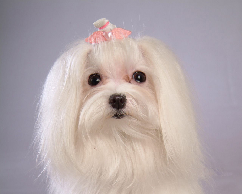 猫咪一直蹦痒:揭秘背后的原因与解决办法